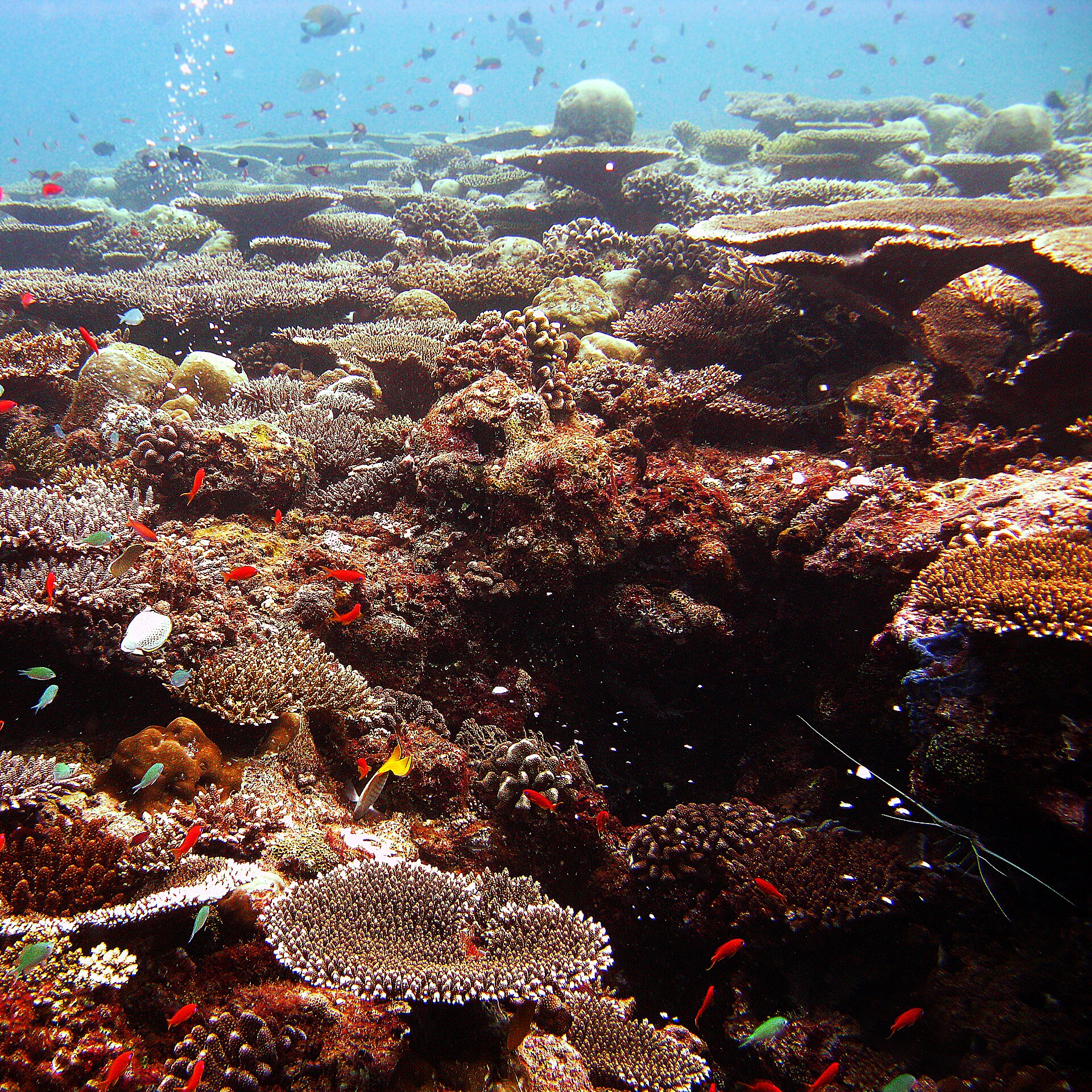 Coral planting day with the island school