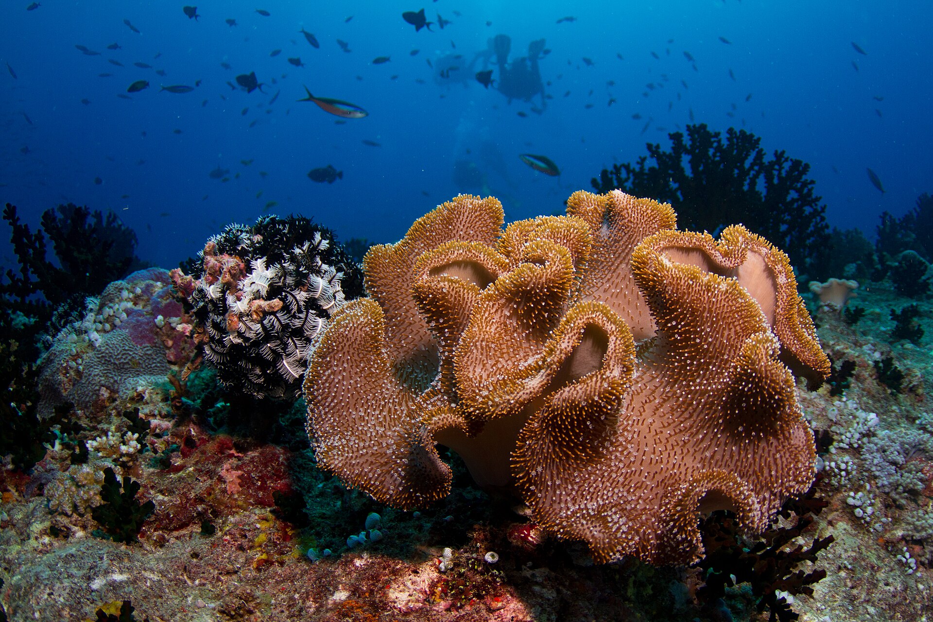 Under the water